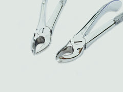 Cow Horn Forcep (Upper)
